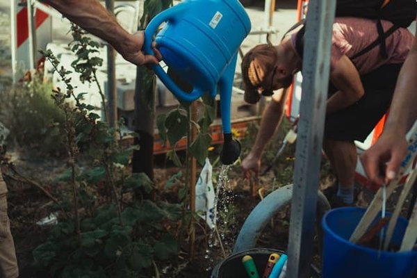 Quand faut-il exactement arroser son jardin ? Les meilleures pratiques révélées